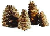 CERAMIC PINE CONE 4 PACK